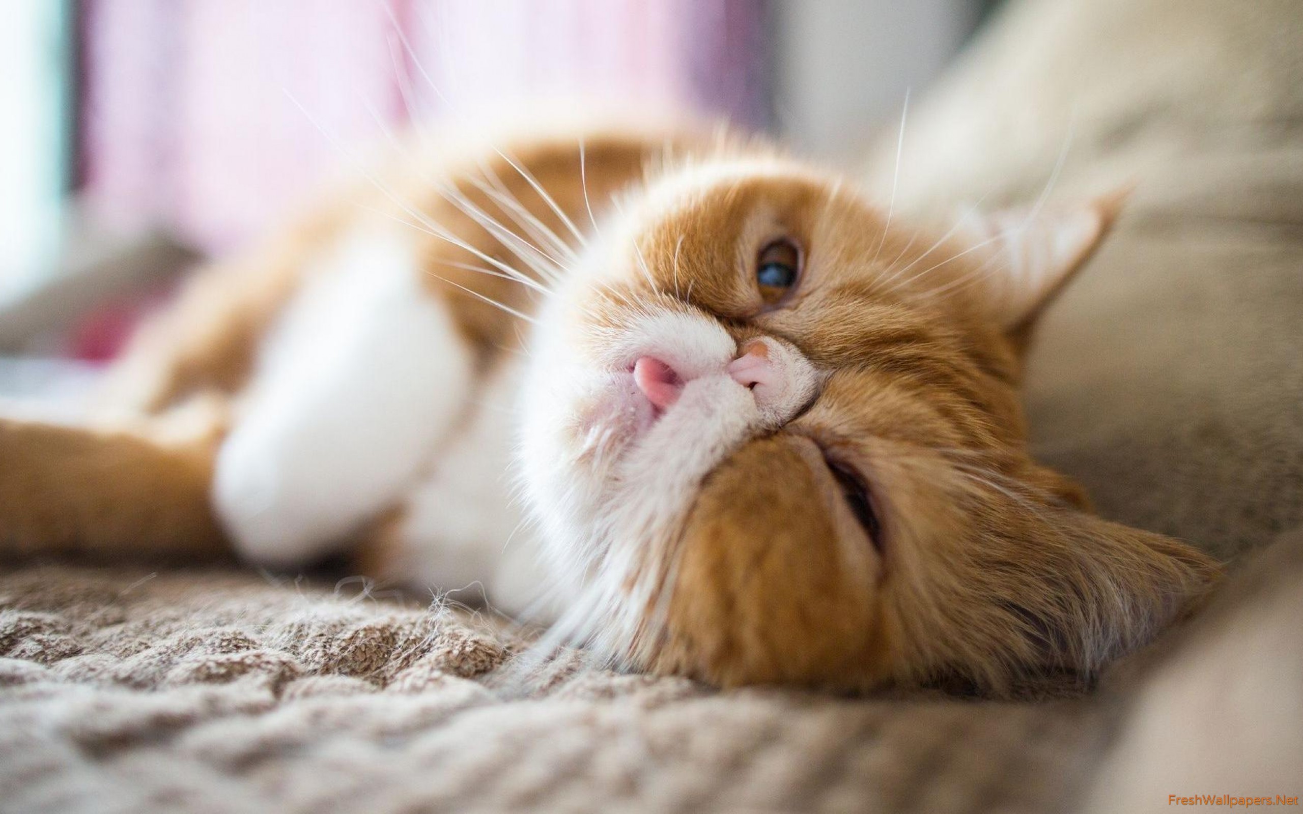 Persian Cat - HD Wallpaper 