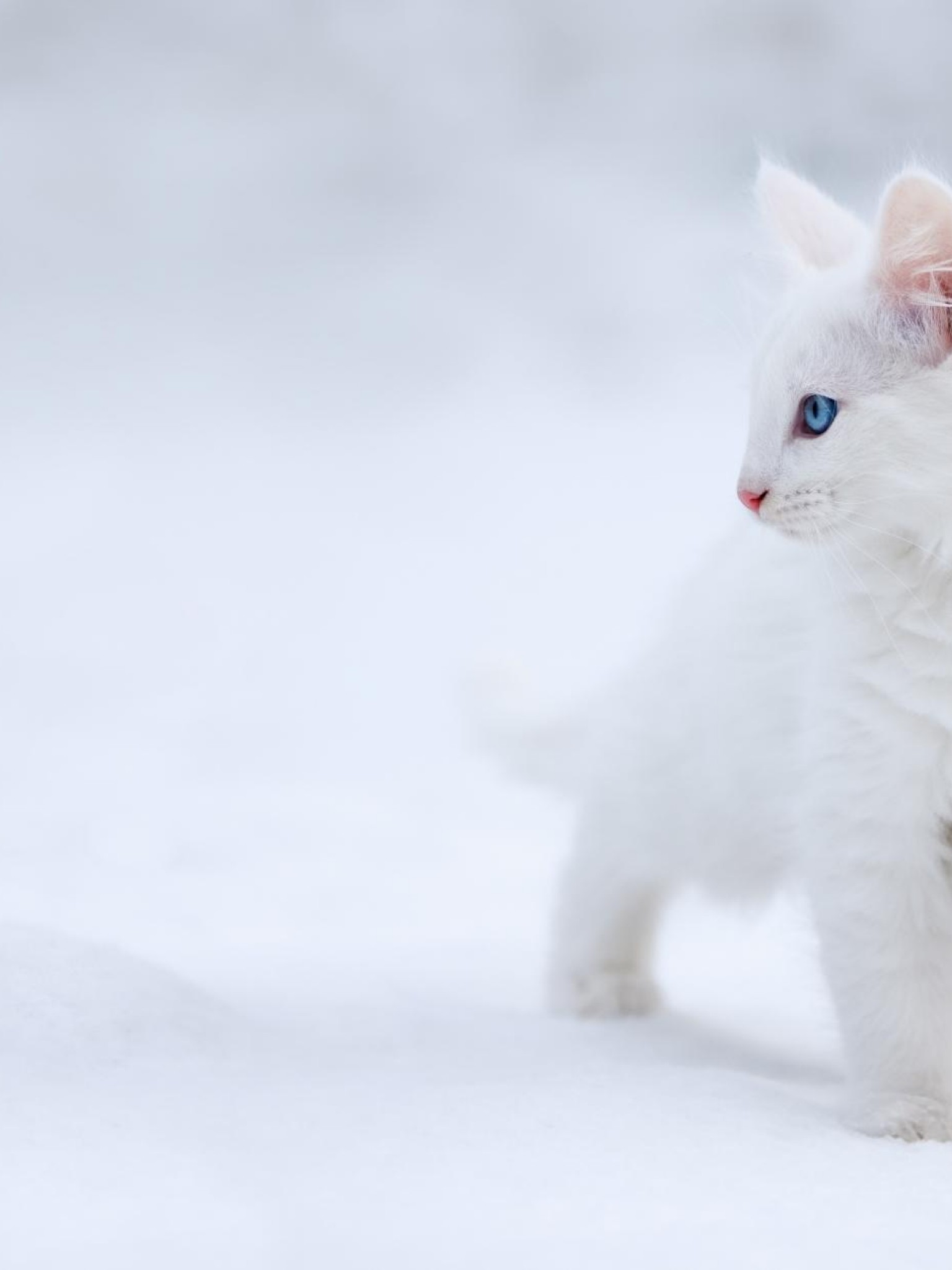 White Cat In Snow - HD Wallpaper 