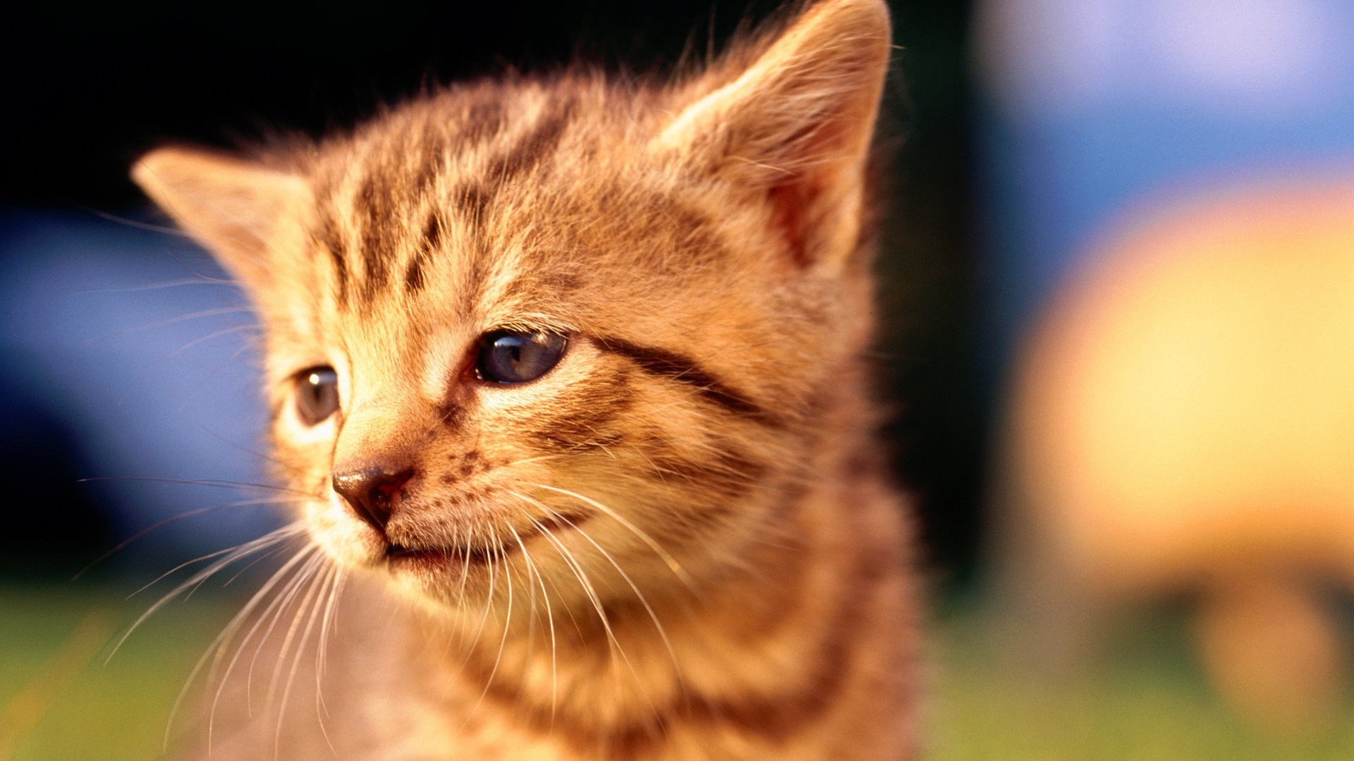 Kitten, Sad Expression, Cat - Cat - HD Wallpaper 