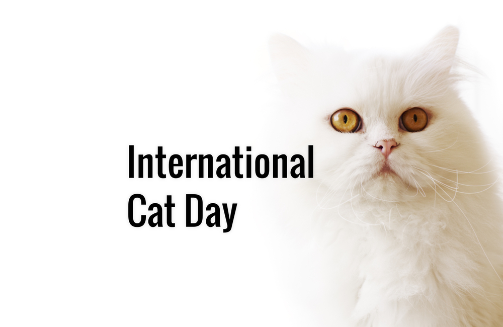 International Cat Day White Cat Wallpaper - British Longhair - HD Wallpaper 