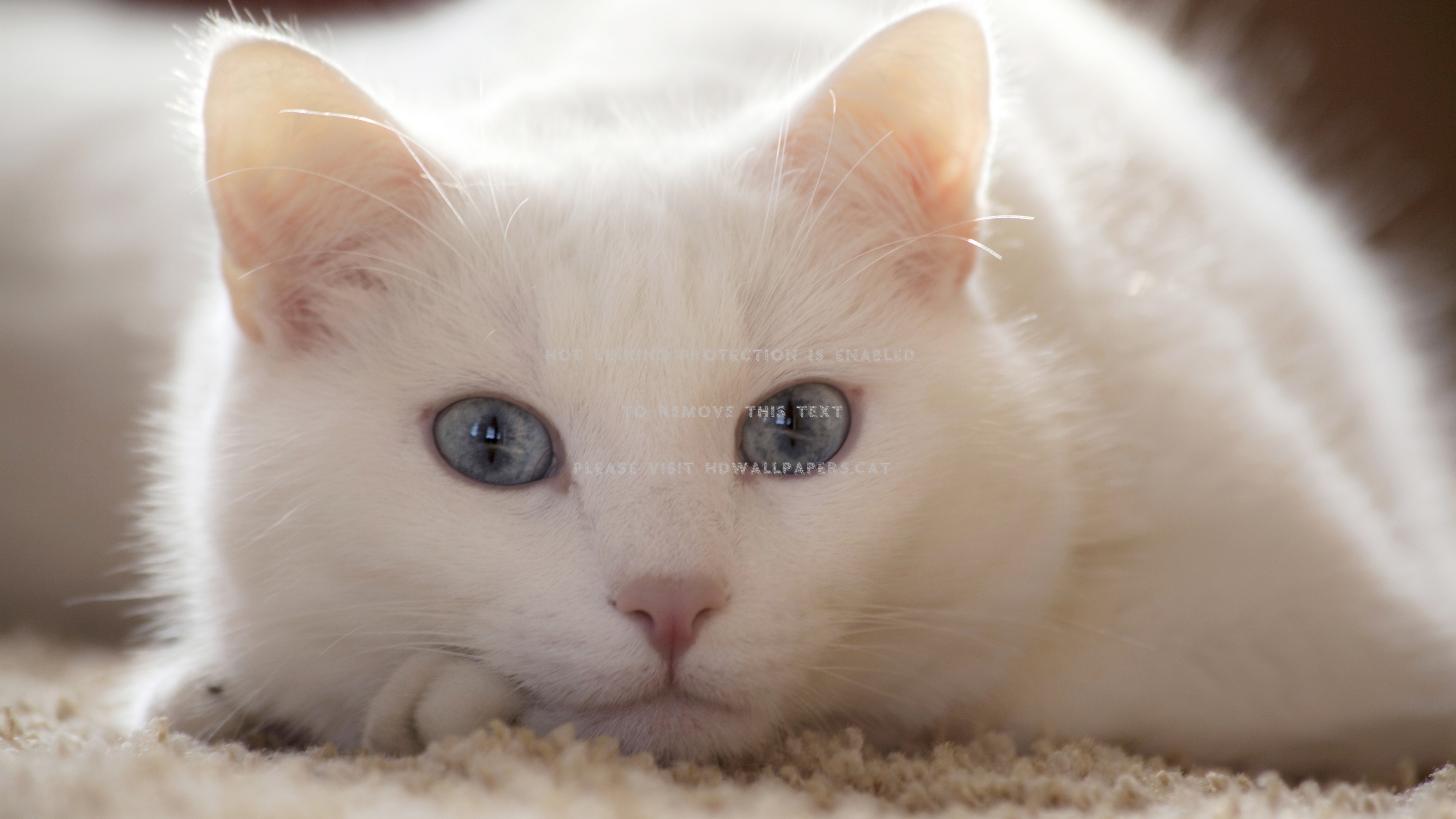 Beautiful White Cat Cute Blue Eyes Animals - White Cat With Short Fur - HD Wallpaper 