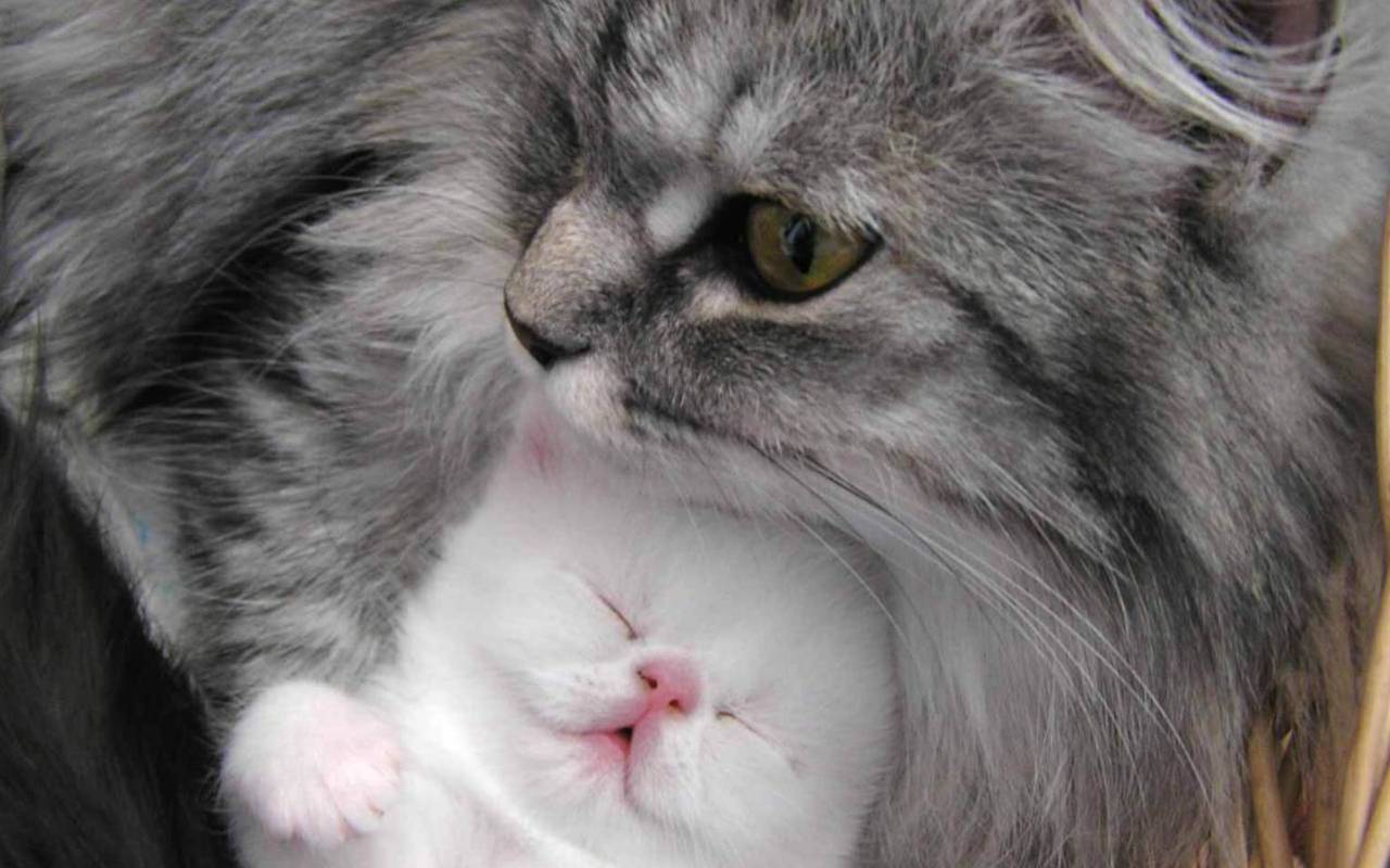 Beautiful Cat And Kitten - Beautiful Kitten Cute Baby Cat Cat - HD Wallpaper 