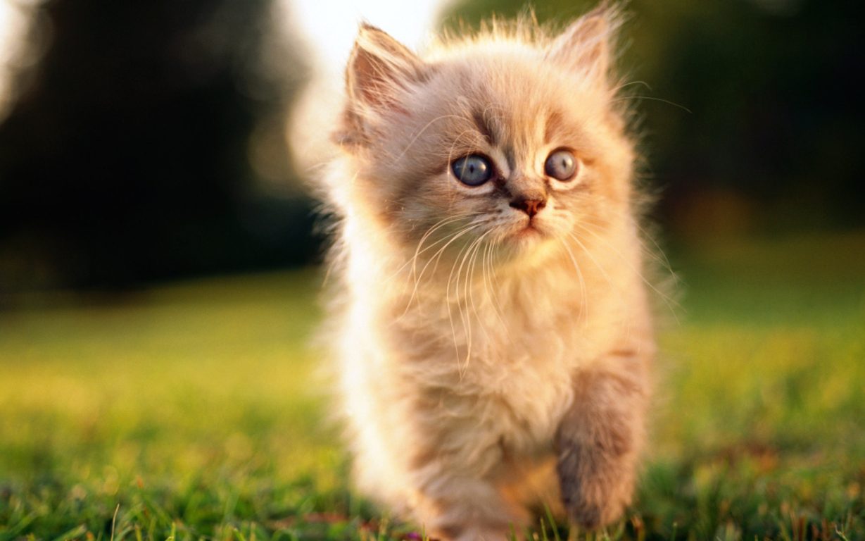 Golden Colour Persian Kittens - HD Wallpaper 