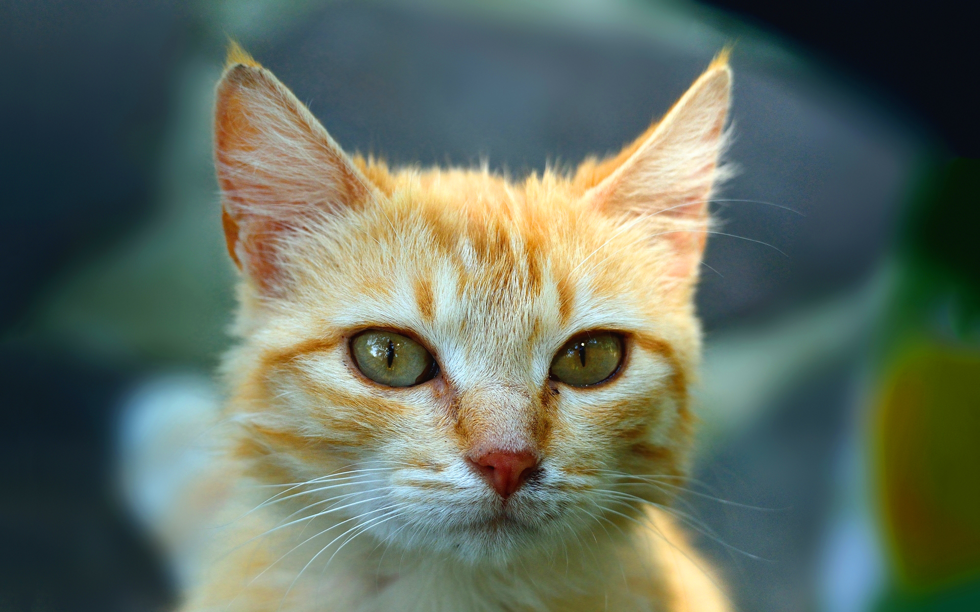 Sweet Cat - HD Wallpaper 