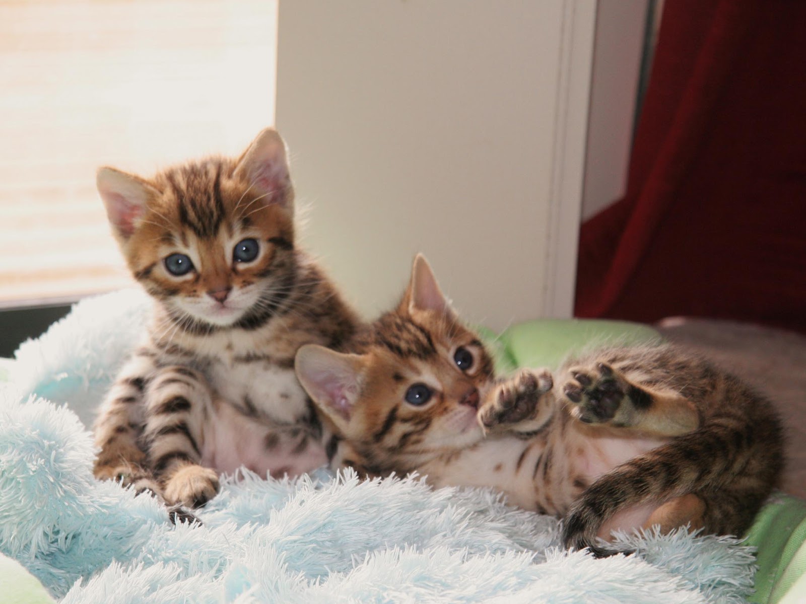 Cute Kitten Bengal Cats High Resolution Widescreen - Bengal Kitten - HD Wallpaper 