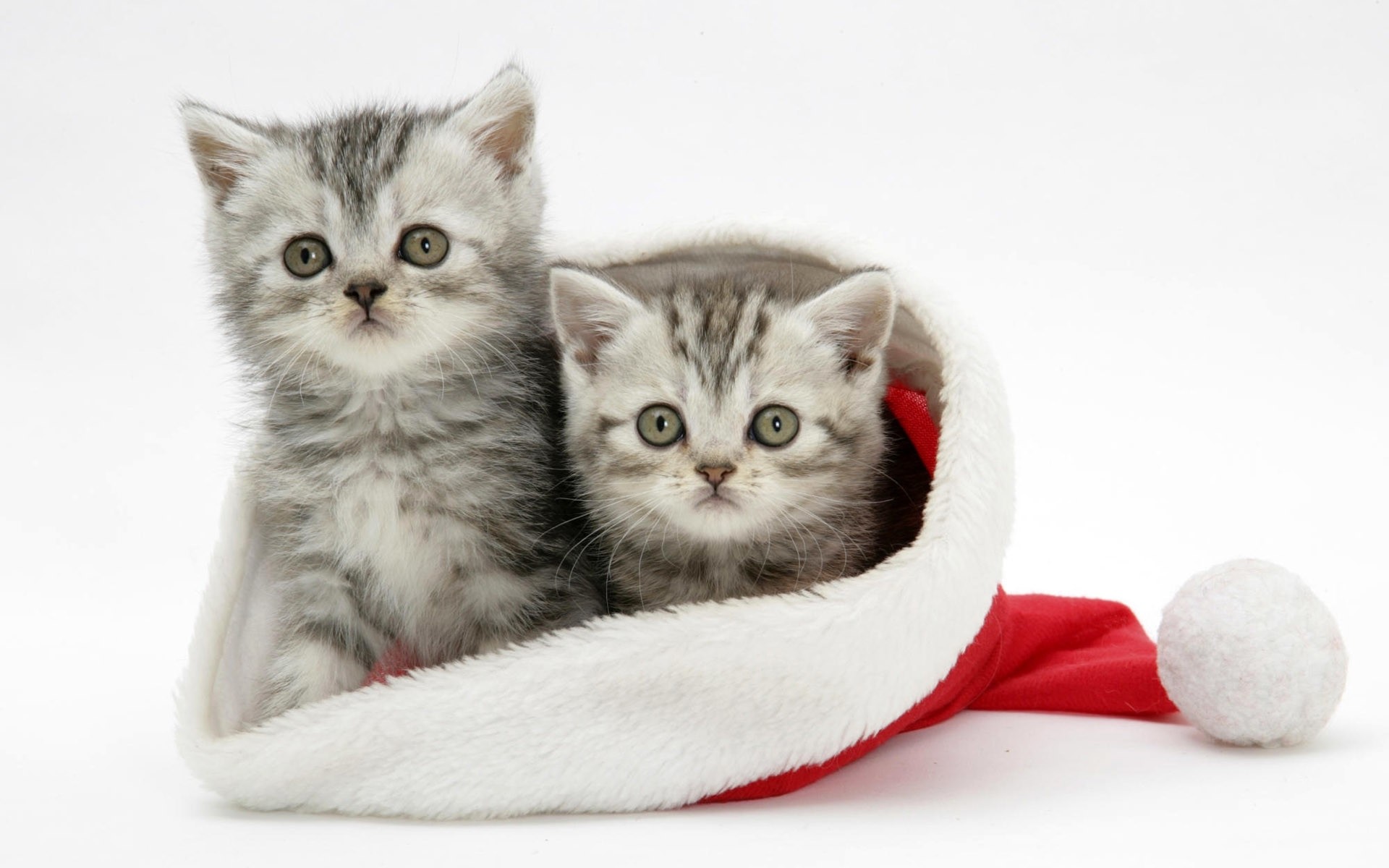 Wallpaper For Cats With White Cats Christmas Wallpaper - Cat Images Hd Download - HD Wallpaper 