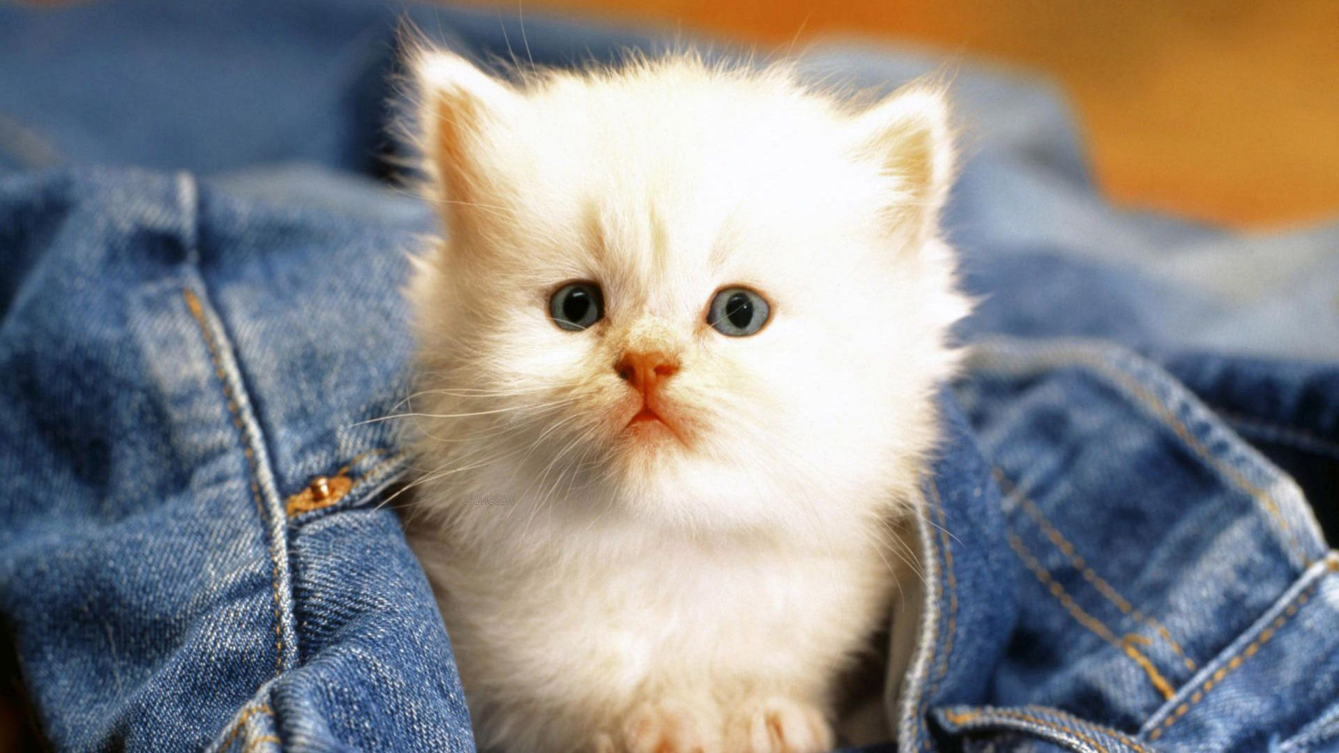 Cats Wallpapers Cute Cats And Kittens Wallpapers For - Best Cat Images Download - HD Wallpaper 