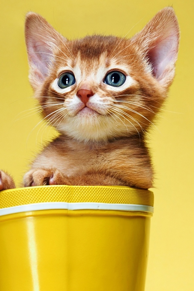 Smile Cat Wallpaper Hd - HD Wallpaper 