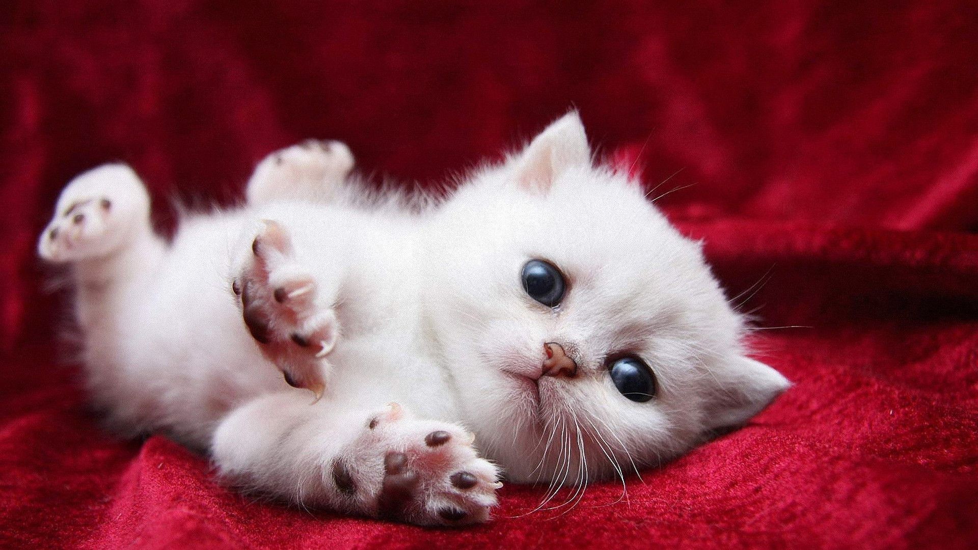 White Cats Hd Wallpaper For Background Data Src Vertical - Baby Cats - 1920x1080 Wallpaper White Cats Hd Wallpaper For Background Data Src Vertical - Baby Cats - 1920x1080 Wallpaper