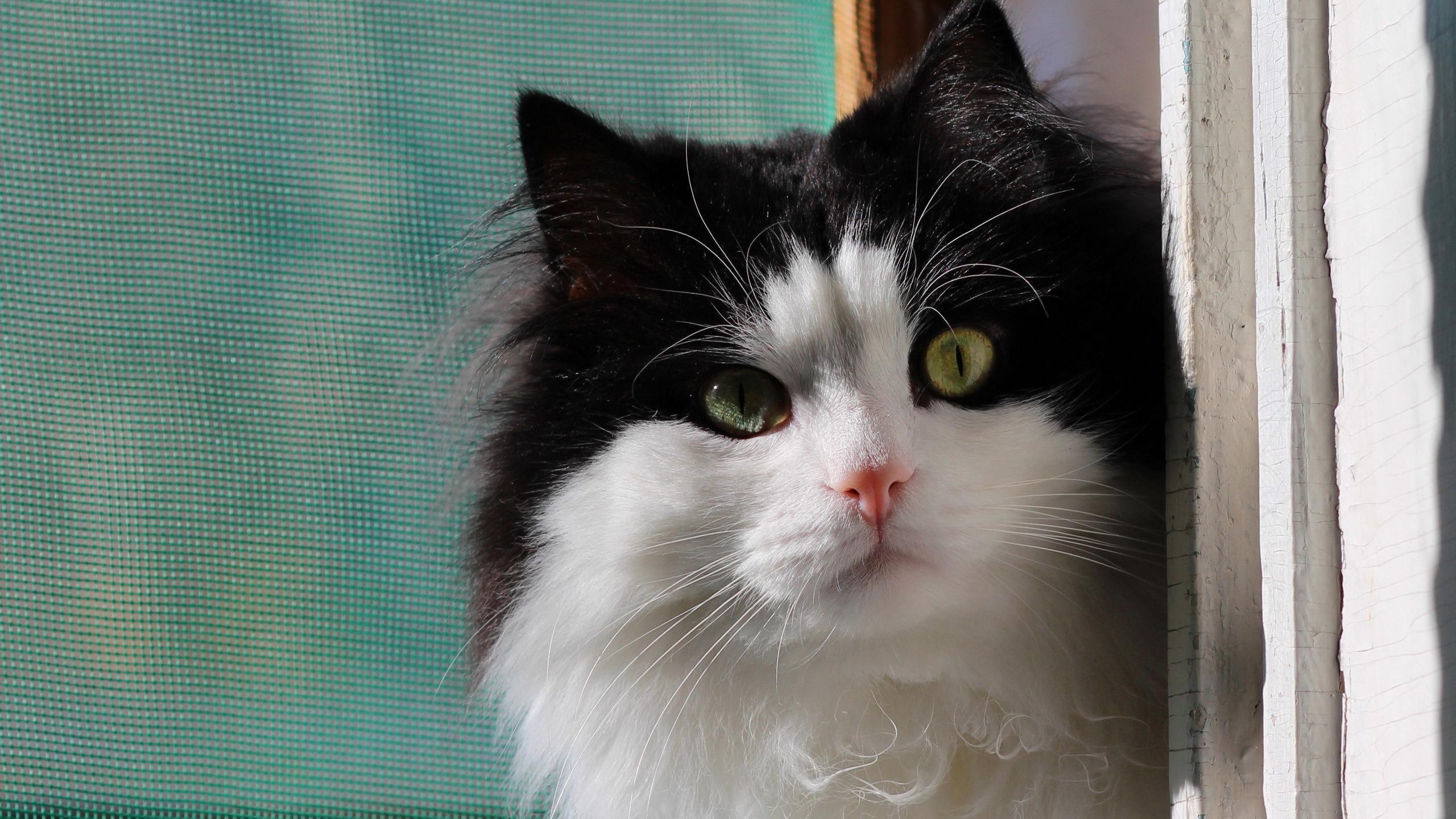 Cute Black Or White Cat - HD Wallpaper 