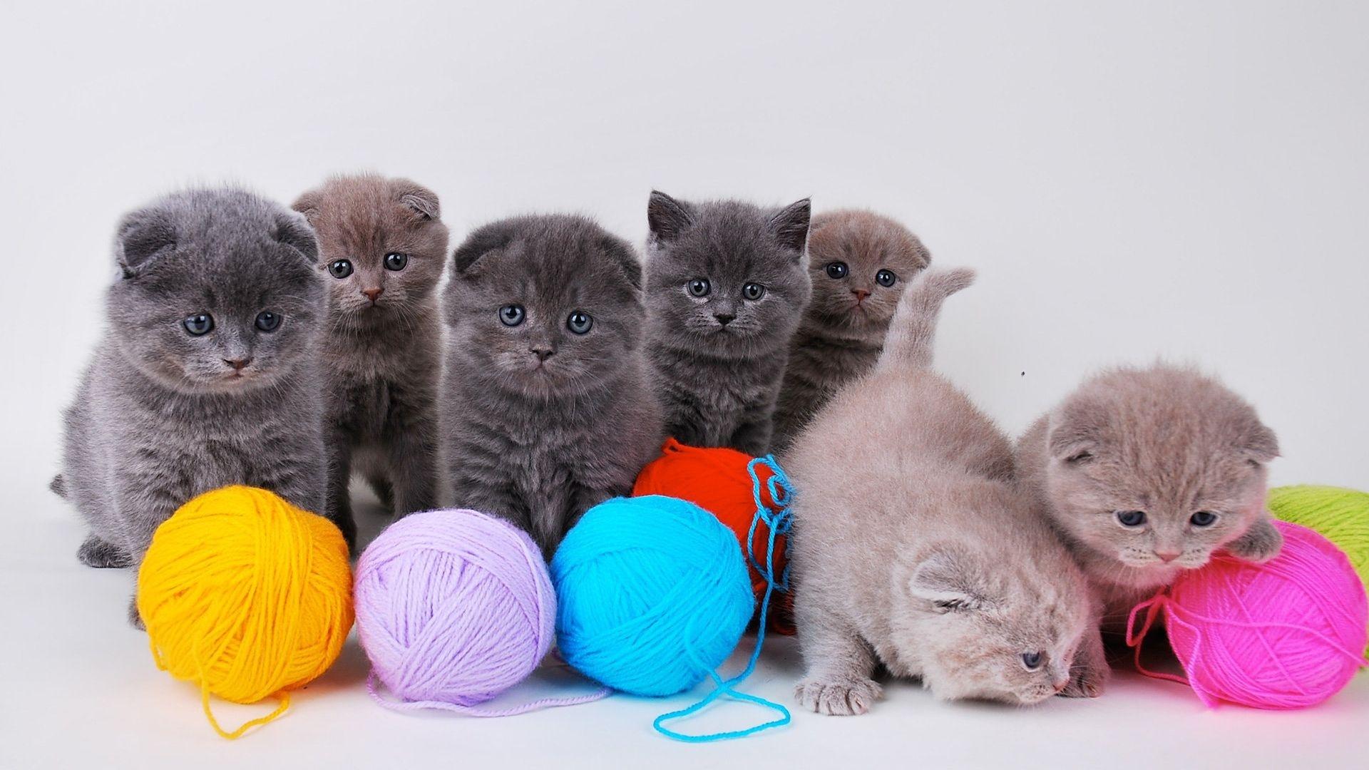 Cats And Yarn - HD Wallpaper 
