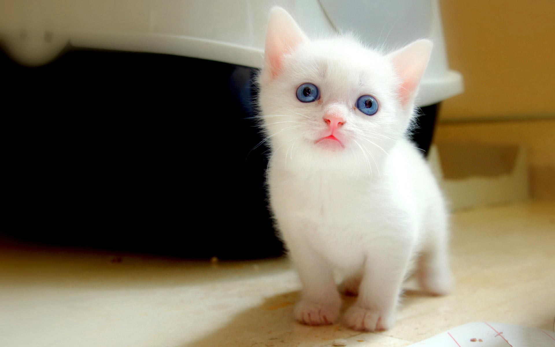 Amazing Cute Cat Images For Desktop - Cute Cat Hd - HD Wallpaper 