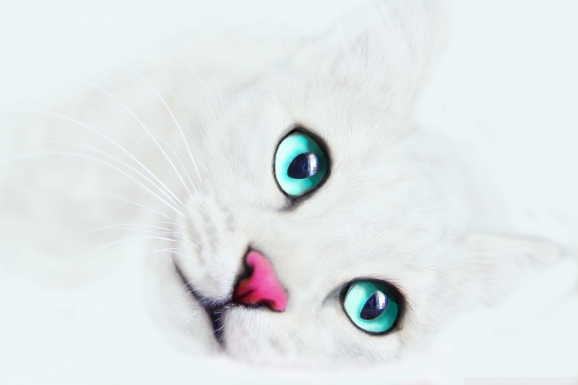 White Kitty - HD Wallpaper 