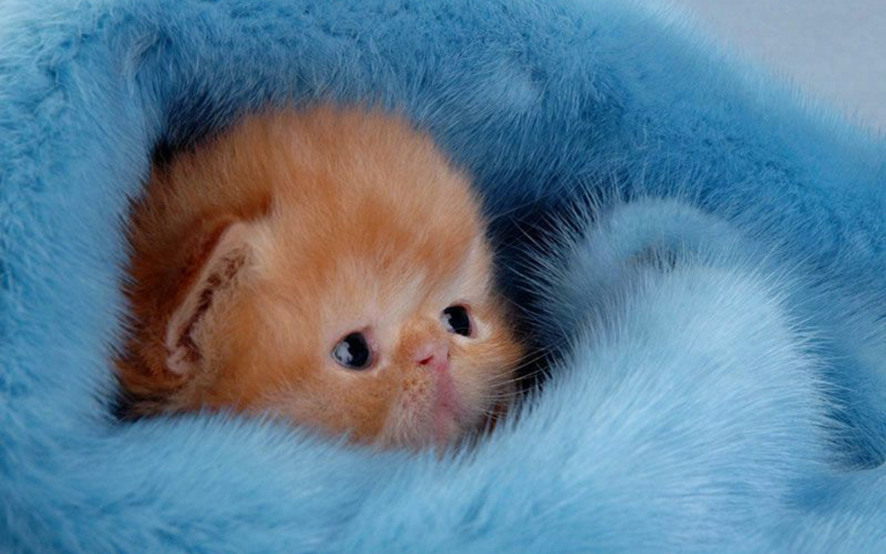 Free Cute Kittens Wallpaper - Fluffy Flat Faced Kittens - 1280x800 Wallpaper Free Cute Kittens Wallpaper - Fluffy Flat Faced Kittens - 1280x800 Wallpaper