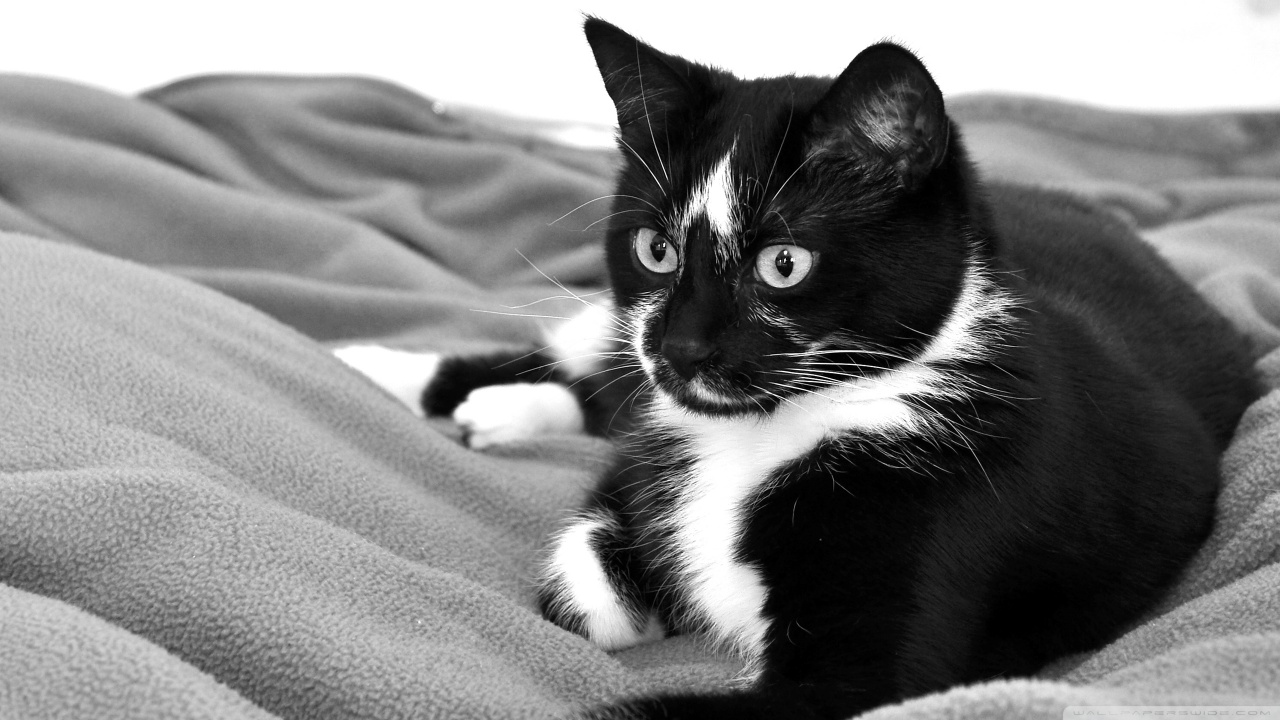 Black And White Pictures - Black Cats With White - HD Wallpaper 
