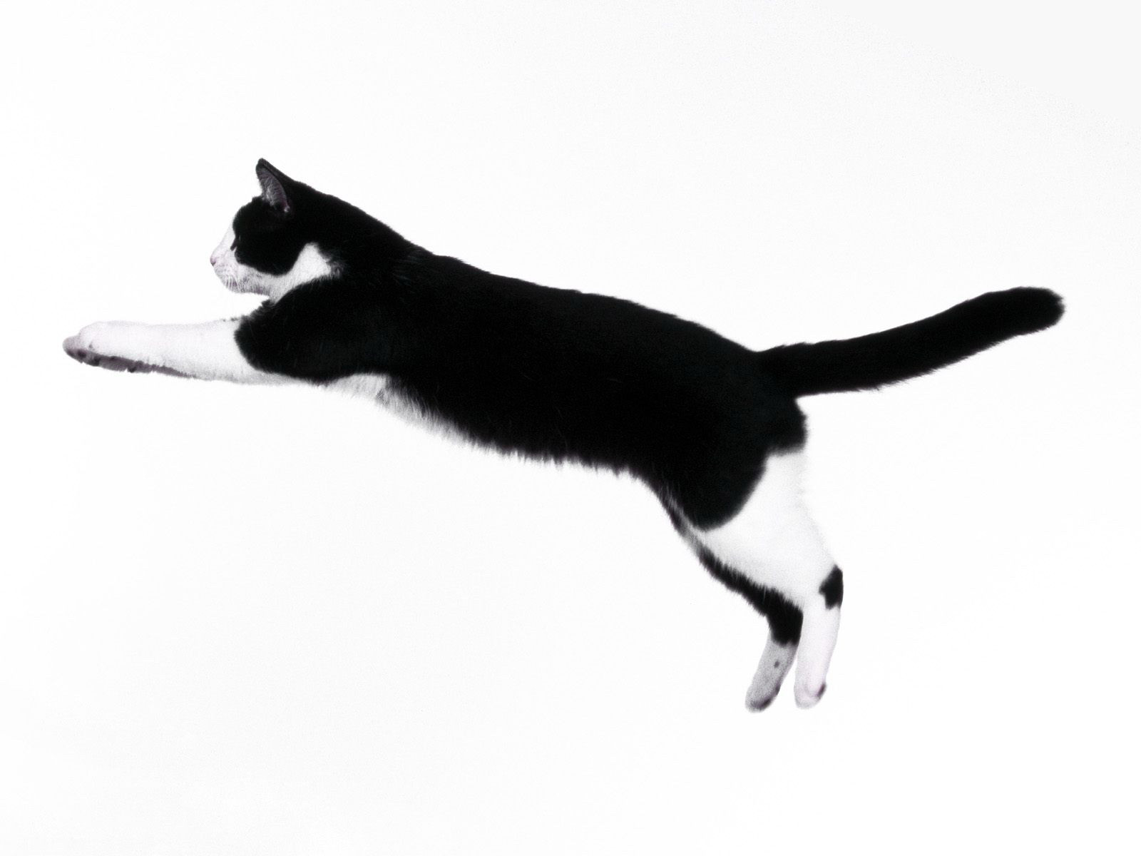 Cat Grabs Treat - HD Wallpaper 