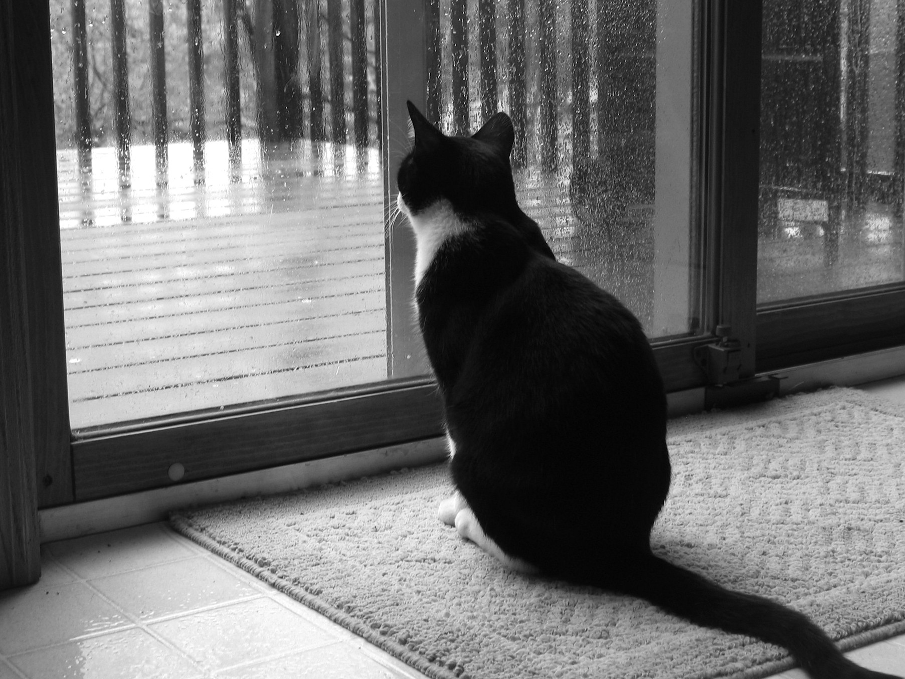 Black And White Cat Wallpaper Hd 1805x1354 Wallpaper Teahub Io