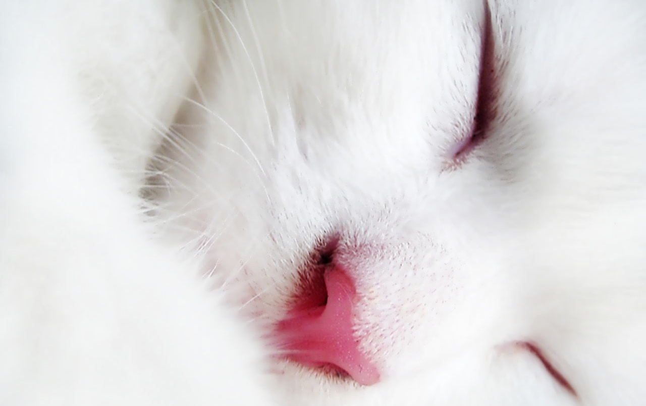 White Cat Face Wallpapers - Full Hd White Cat - 1280x804 Wallpaper -  