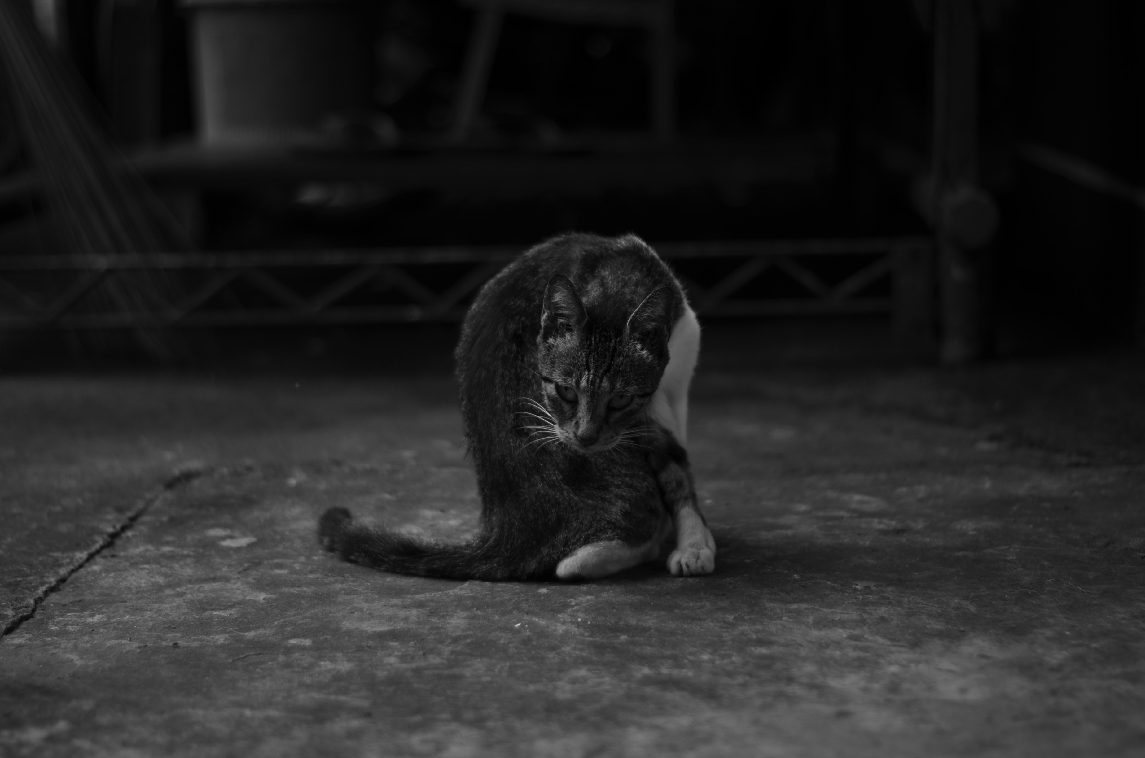 Free Download Wallpaper Of Cat - HD Wallpaper 