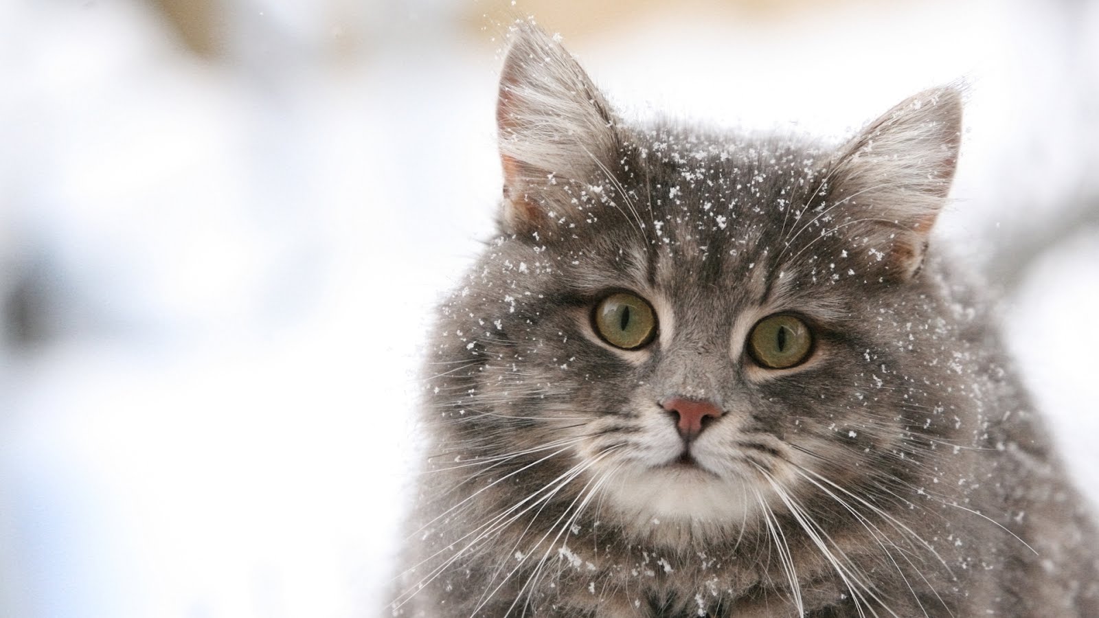 Winter Animal Backgrounds - HD Wallpaper 