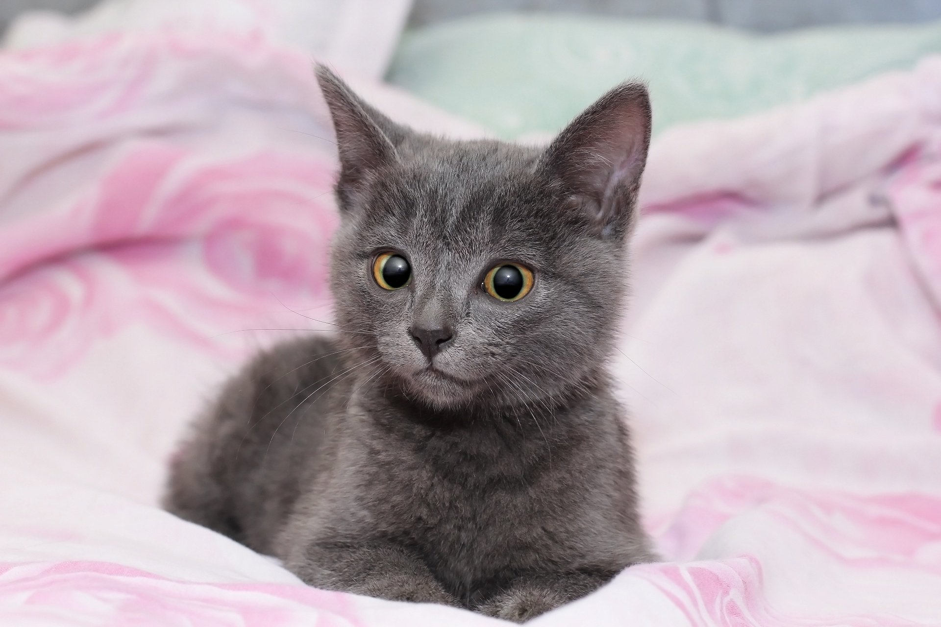 Gray Kitten - HD Wallpaper 