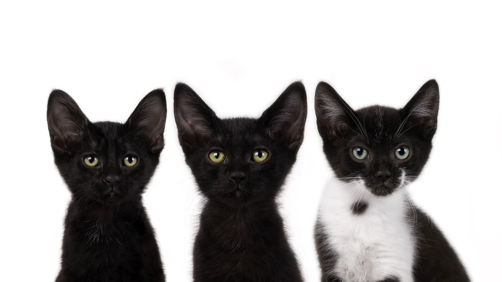 Wallpaper Three Small Black Cat - Wallpaper - HD Wallpaper 