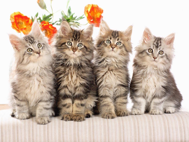 Cute-cats - Group Of 4 Cats - 800x600 Wallpaper - teahub.io