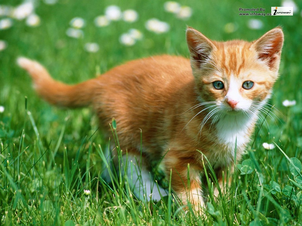 Indian Cat Images Hd - HD Wallpaper 