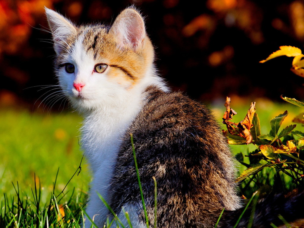 Beautiful And Cute Cats - HD Wallpaper 