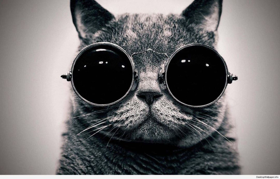 Android, Iphone, Desktop Hd Backgrounds / Wallpapers - Cat With Goggles - HD Wallpaper 