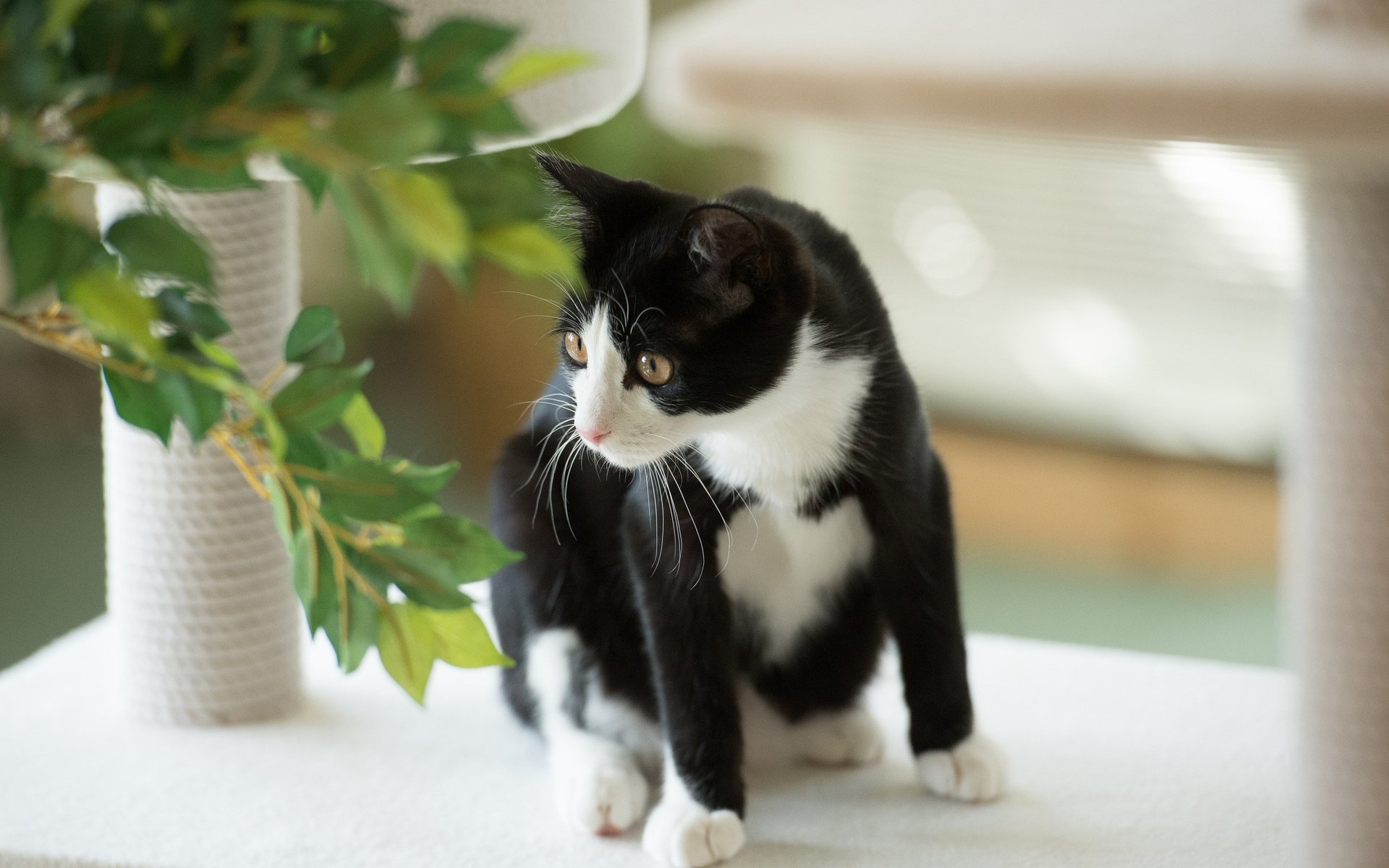 Black And White Cat Wallpaper - Cat - HD Wallpaper 
