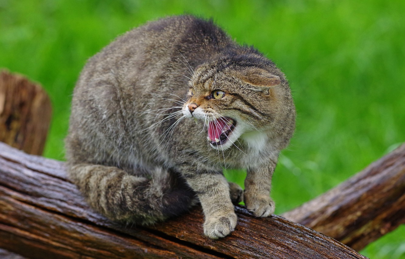 Photo Wallpaper Cat, Cat, Pose, Grey, Mouth, Grin, - Cat Yawns - HD Wallpaper 