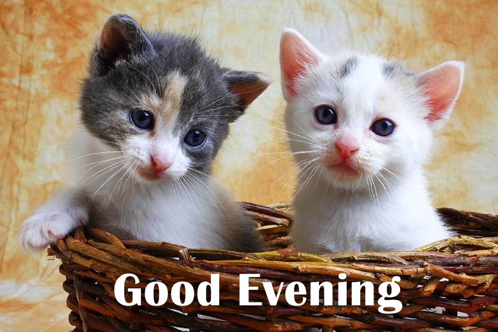 Good Evening Beautiful Cat Pairs Wallpapers - Good Evening With Cat - HD Wallpaper 