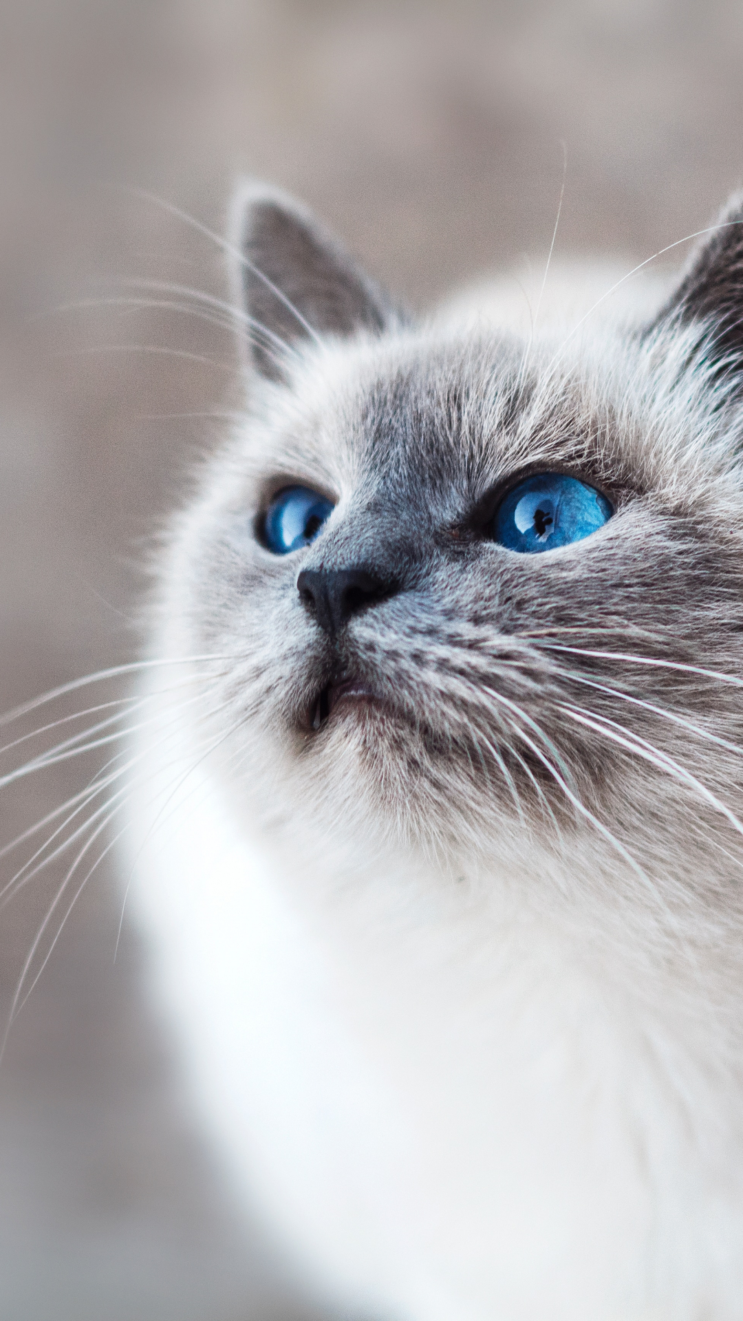 Startled Blue-eyed Cat Iphone Wallpaper - Blue Eye Cat - HD Wallpaper 