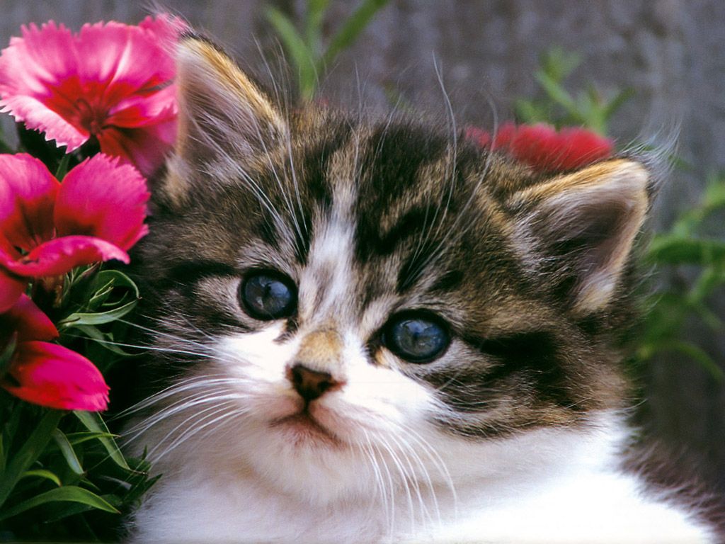 Cute Kitten Cats Cute - HD Wallpaper 