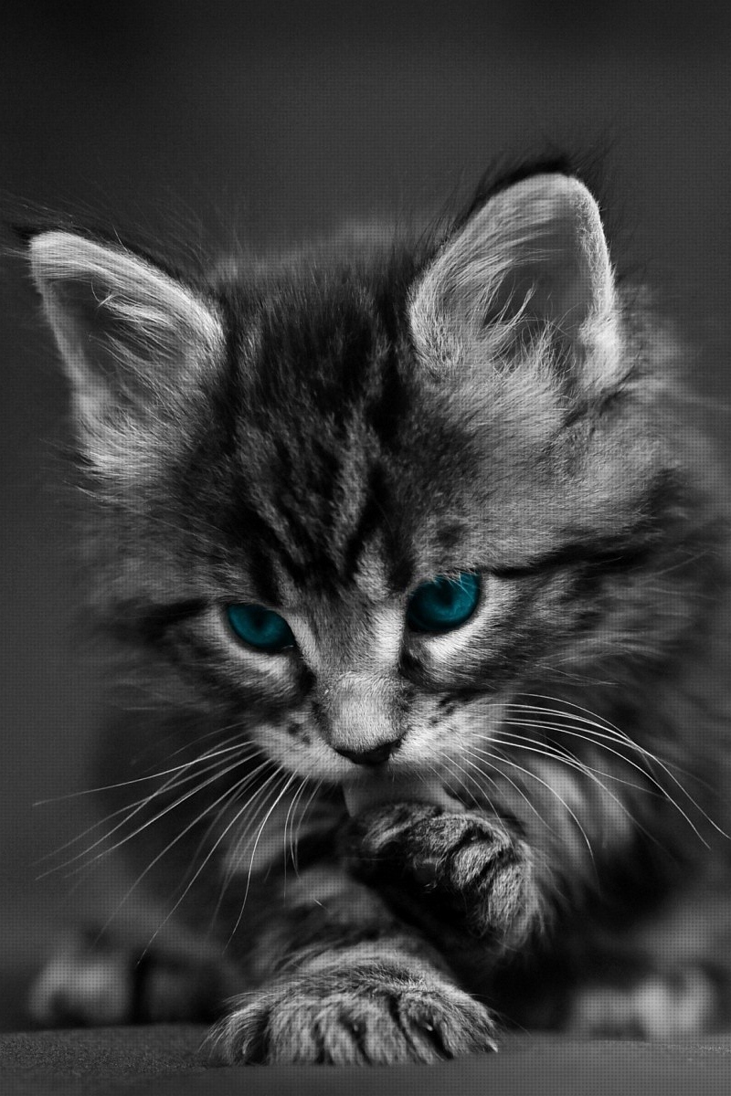 Wallpaper Cat, Black White, Blue, Eyes, Baby, Beautiful - Cute Cute Cat Black And White - HD Wallpaper 