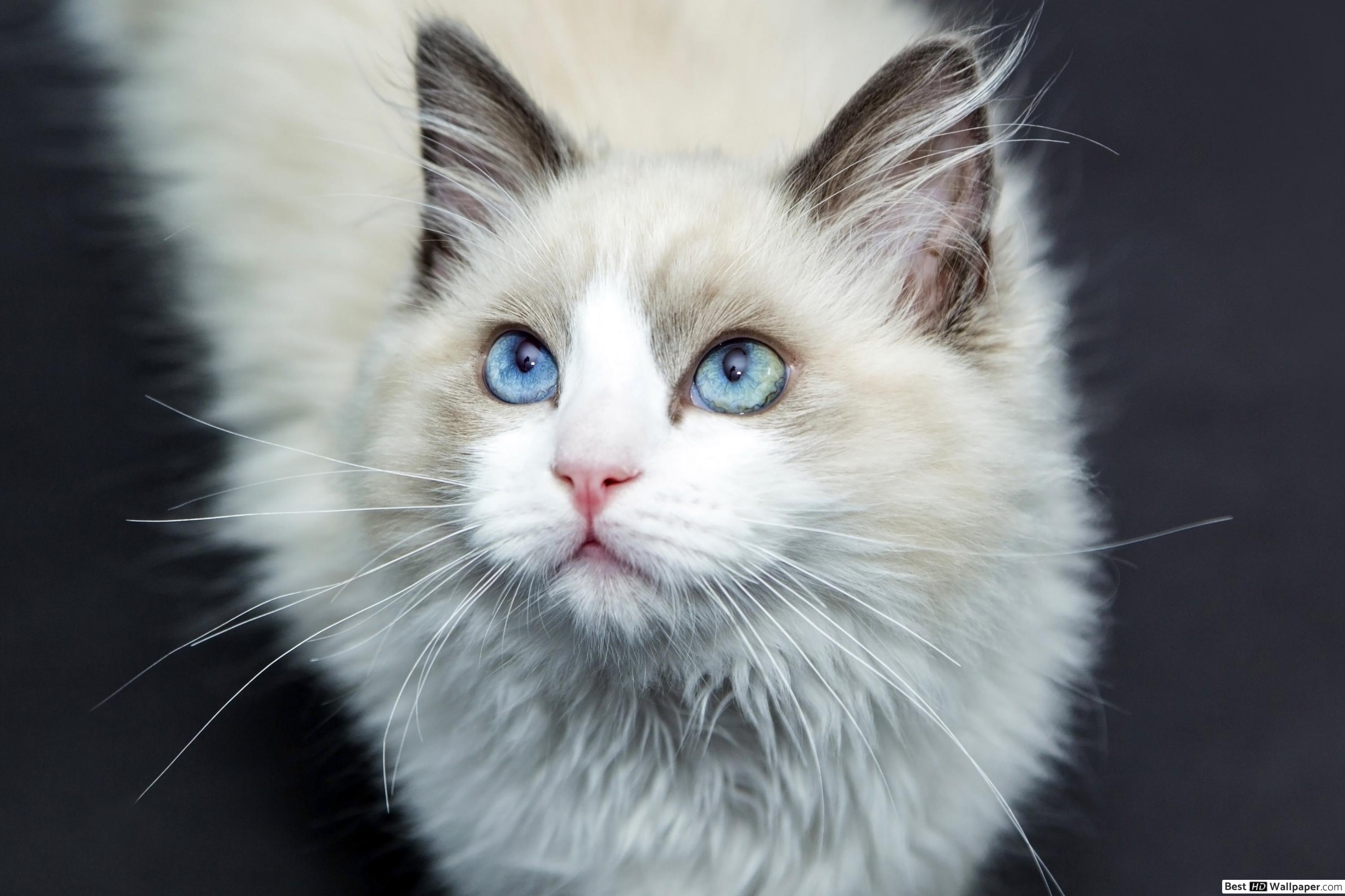 White Fluffy Cat With Blue Eyes - HD Wallpaper 