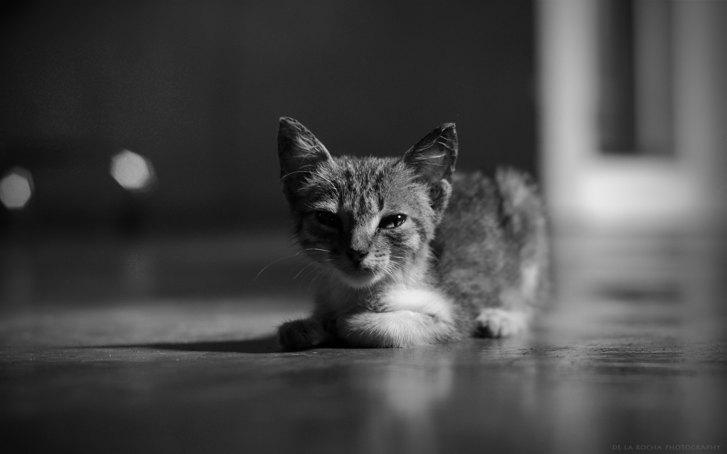 Cats In Black And White - HD Wallpaper 
