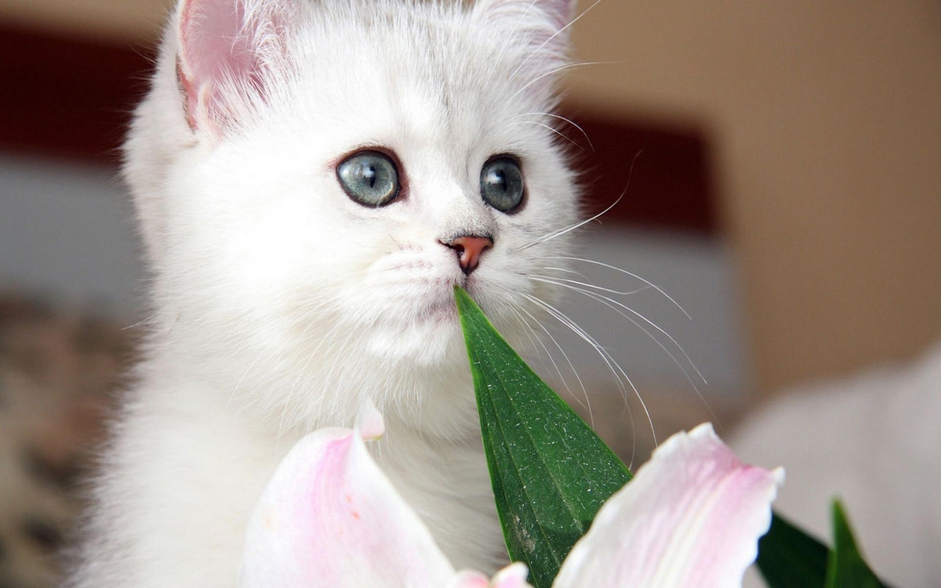 Kitten - HD Wallpaper 