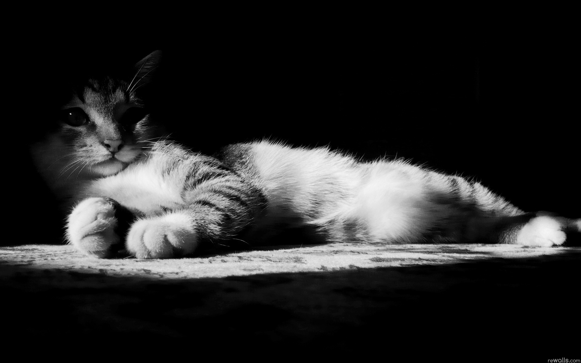 Cat Pictures - Iphone Cat Wallpaper Black White - HD Wallpaper 