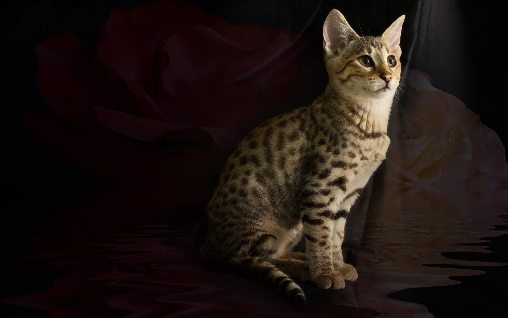 Savannah Cat - HD Wallpaper 