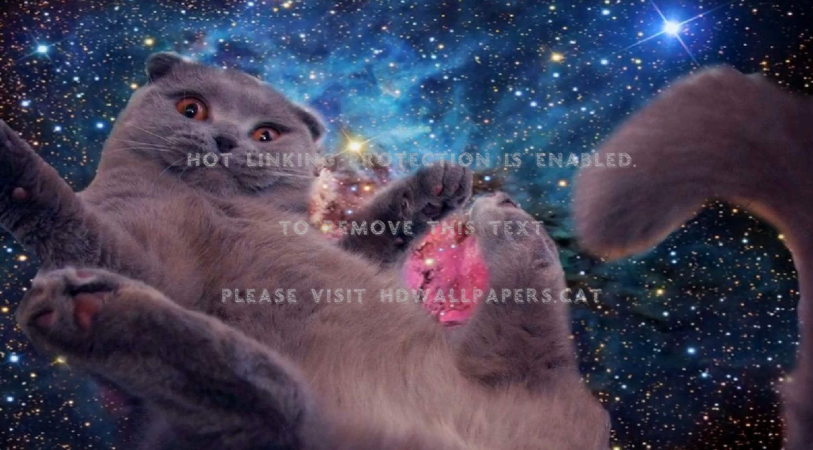 Space Cat Orange Blue Traveling Stars - Hyper Island Creative Task - HD Wallpaper 
