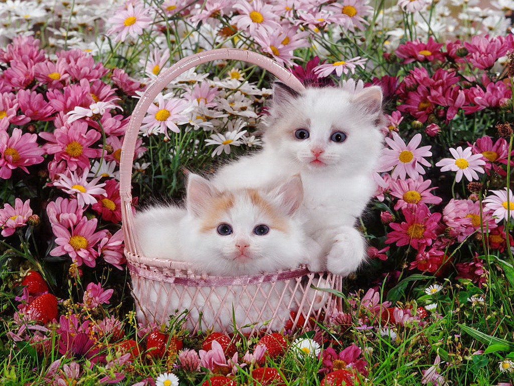 Kittens And Flowers Wallpaper Cute Cat With Flower 1024x768