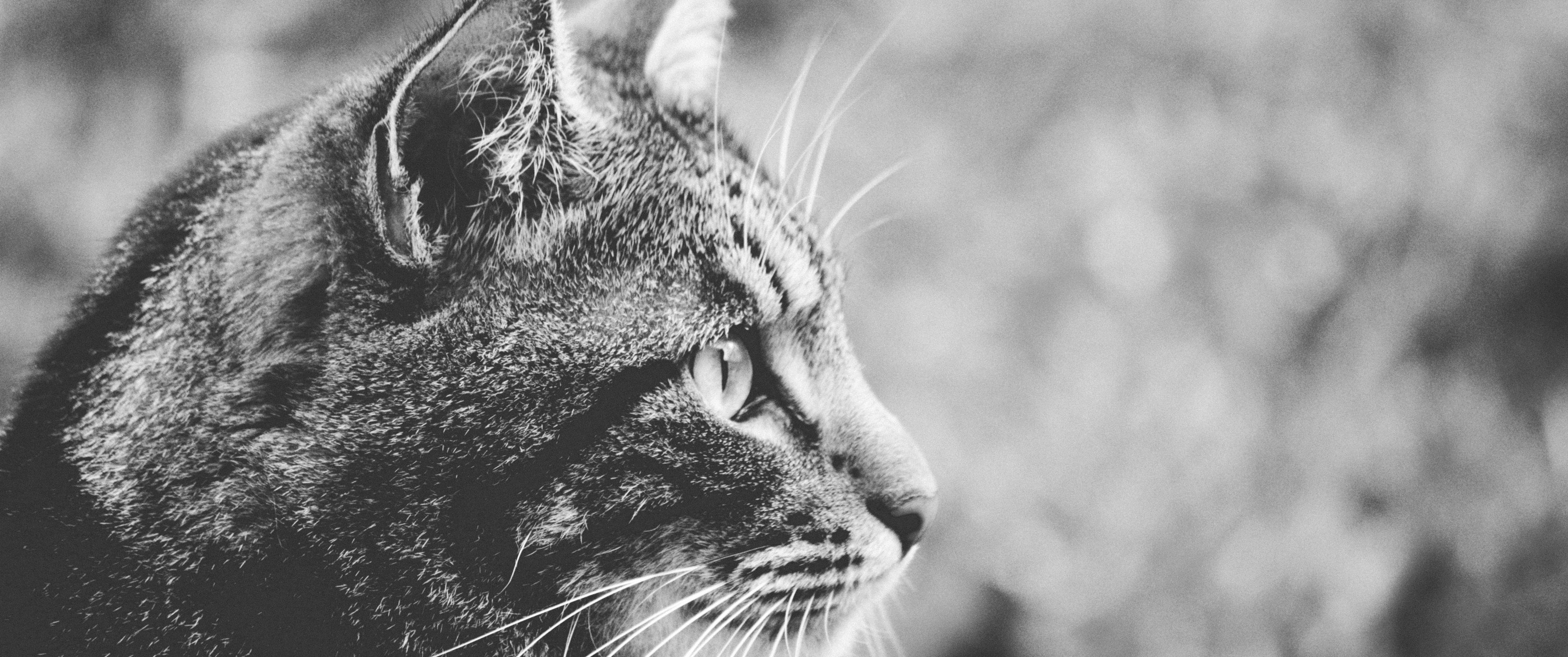 Cat, Profile View, Black And White - Black And White - HD Wallpaper 