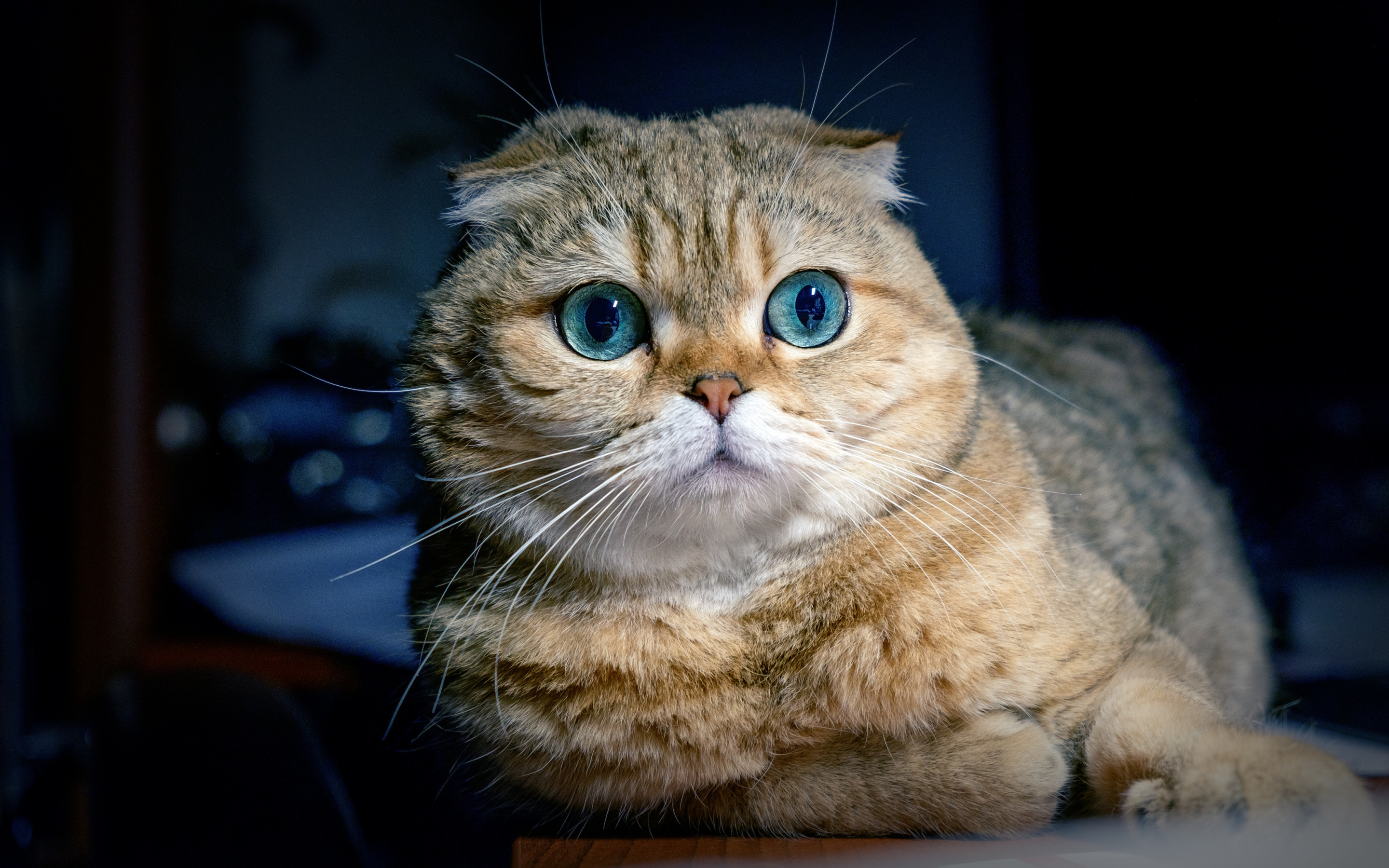 Blue Eyes Cat Wallpaper - Scottish Fold Cat High Resolution - HD Wallpaper 