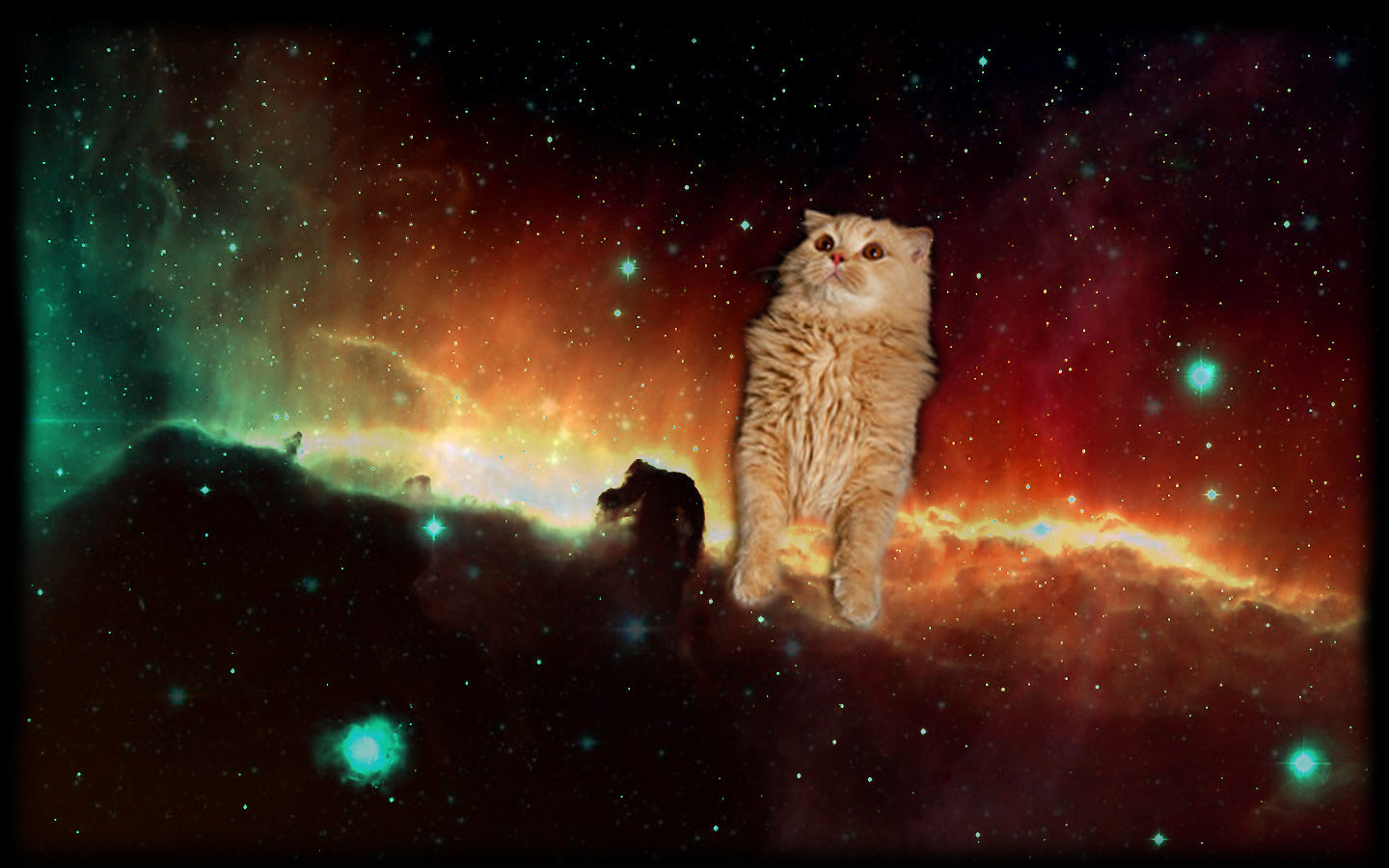 Space Cat - HD Wallpaper 