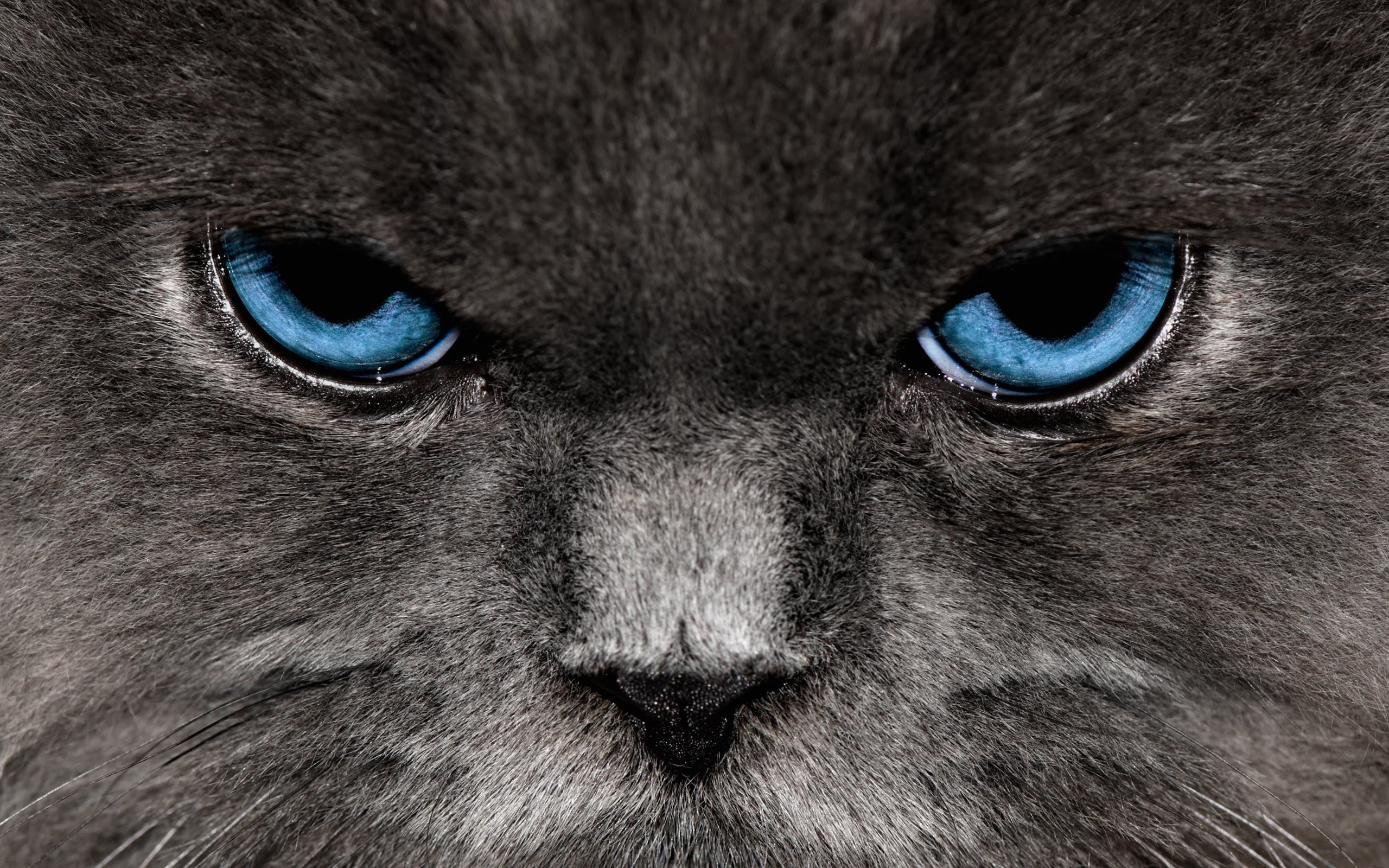 Angry Cat Wallpaper Hd - HD Wallpaper 