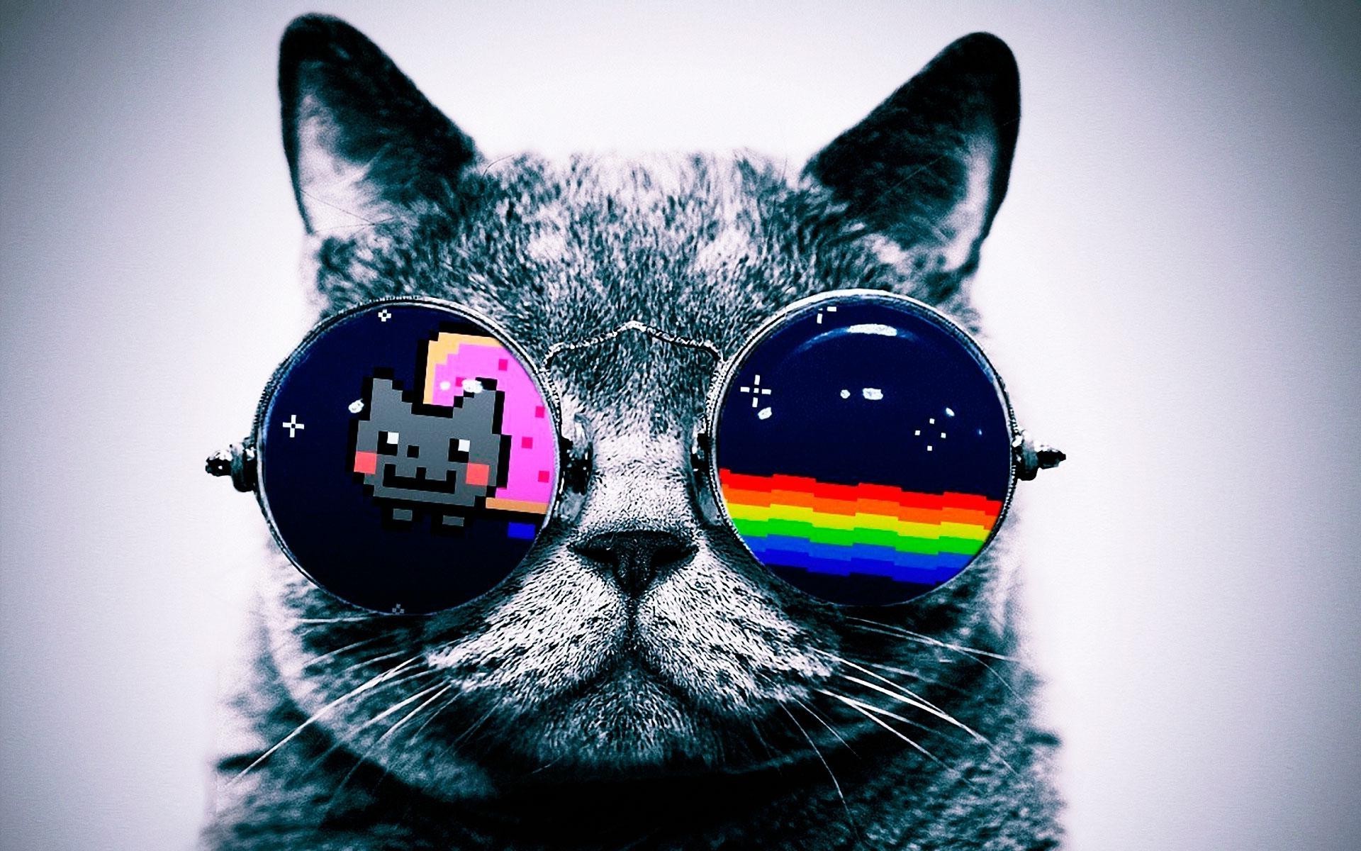 Nyan Cat Cat Glasses Wallpapers Hd / Desktop And Mobile - Cat Wallpaper Hd For Pc - HD Wallpaper 