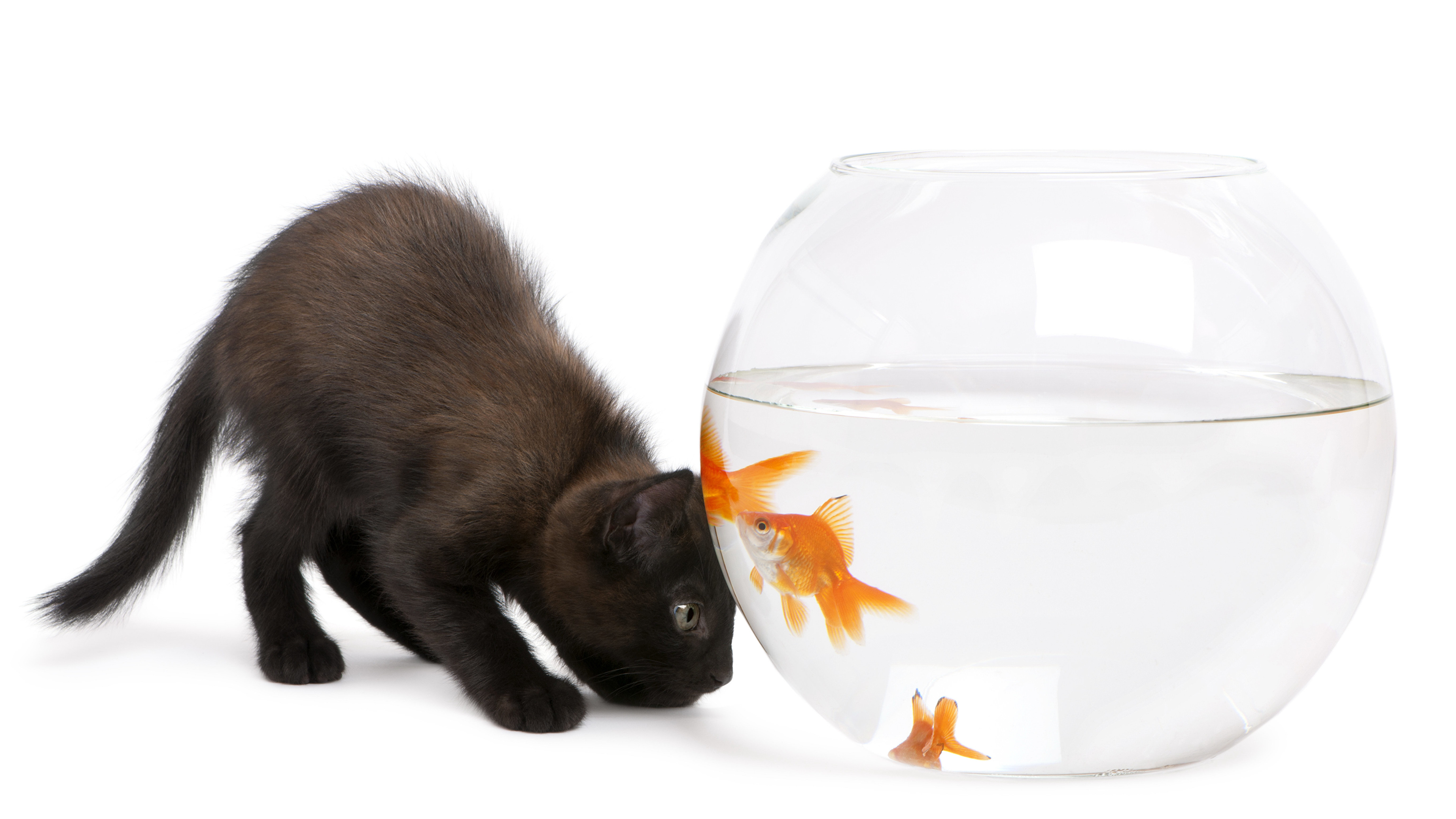 White Cat And Fish - HD Wallpaper 