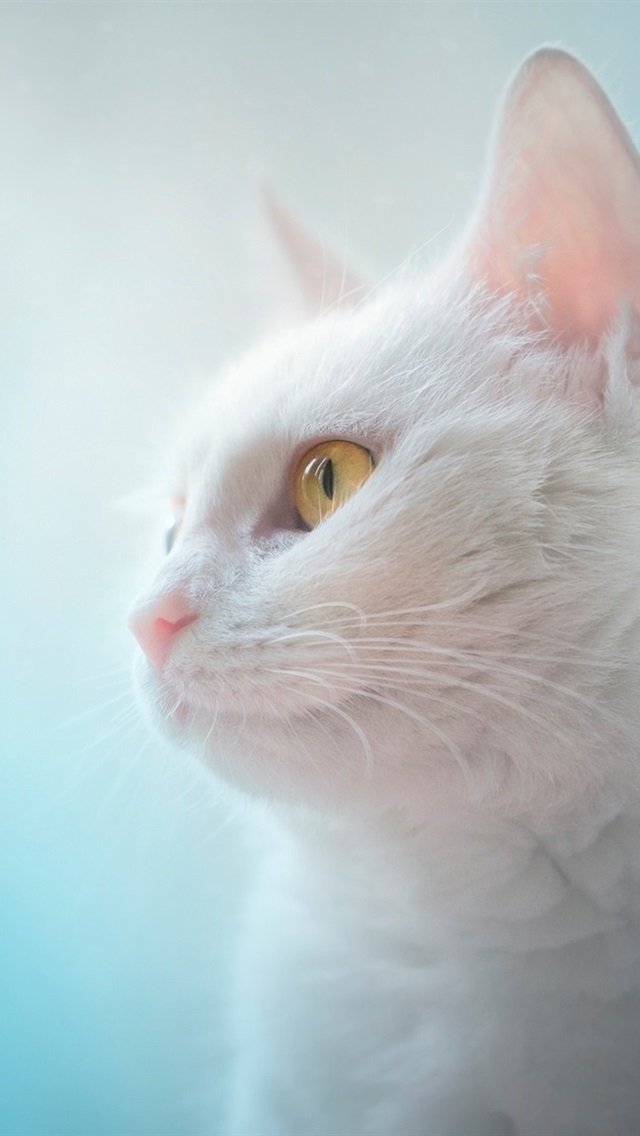 White Cat Wallpaper Iphone 640x1136 Wallpaper Teahub Io